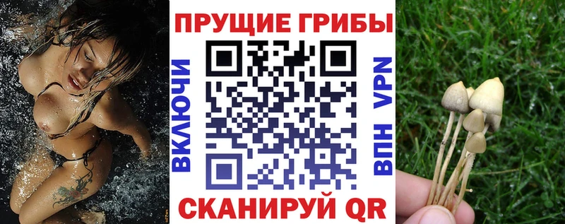Галлюциногенные грибы MAGIC MUSHROOMS  kraken ССЫЛКА  Правдинск 